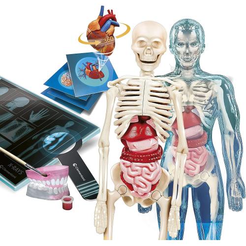 ANATOMIA SUPER