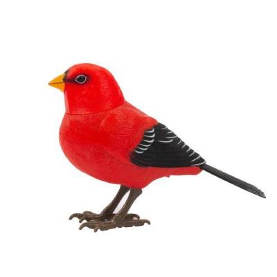 PARK & FARM - CIPPI UCCELLINO CANTERINO