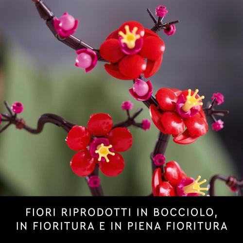 ICONS ALBICOCCO GIAPPONESE