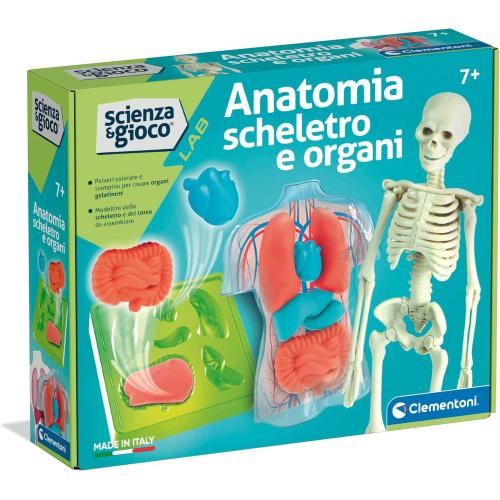ANATOMIA SCHELETRO E ORGANI
