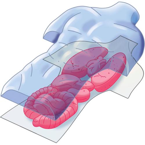 ANATOMIA SCHELETRO E ORGANI