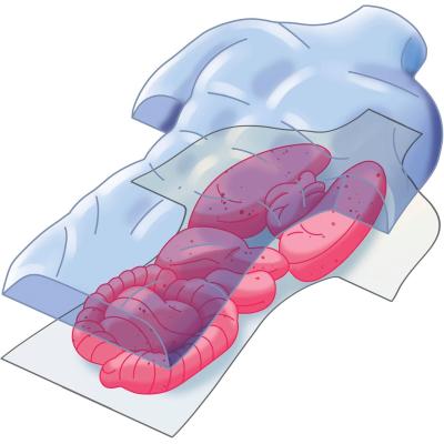 ANATOMIA SCHELETRO E ORGANI