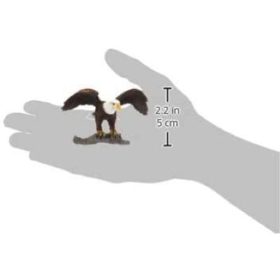 AQUILA DI MARE TESTABIANCA